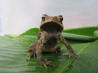 Herpetologia