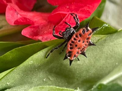 Invertebrados