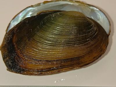 Biodiversidad de Mejillones Dulceacuícolas de Hond