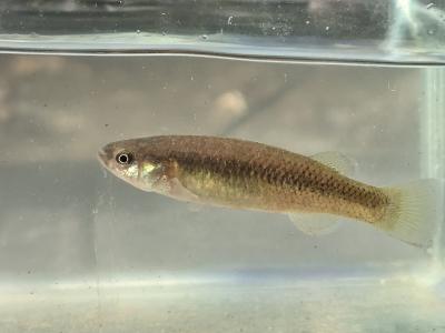 Conservacion de Tlaloc portillorum