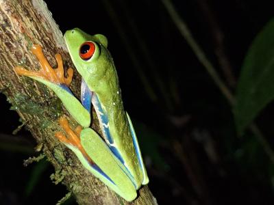 Descubriendo la Herpetofauna de Honduras