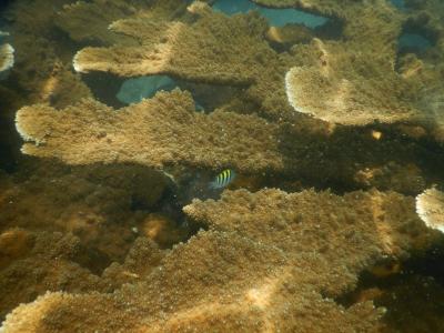 Genetica Poblacional de Corales del Caribe